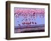 Lesser Flamingo and Eleven Males in Mating Ritual, Lake Nakuru, Kenya-Charles Sleicher-Framed Photographic Print