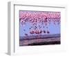 Lesser Flamingo and Eleven Males in Mating Ritual, Lake Nakuru, Kenya-Charles Sleicher-Framed Photographic Print