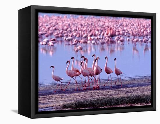 Lesser Flamingo and Eleven Males in Mating Ritual, Lake Nakuru, Kenya-Charles Sleicher-Framed Stretched Canvas