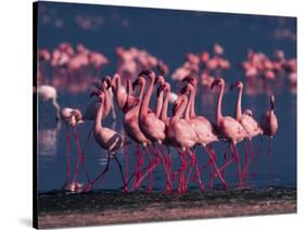 Lesser Flamingo, Kenya-Dee Ann Pederson-Stretched Canvas