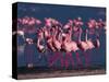 Lesser Flamingo, Kenya-Dee Ann Pederson-Stretched Canvas