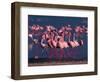 Lesser Flamingo, Kenya-Dee Ann Pederson-Framed Photographic Print