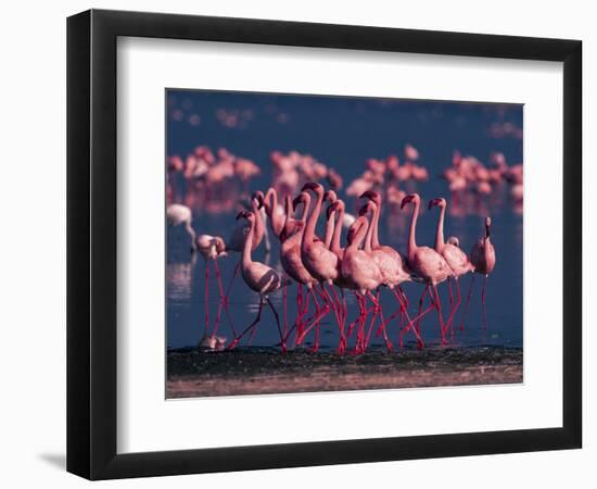 Lesser Flamingo, Kenya-Dee Ann Pederson-Framed Photographic Print