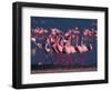 Lesser Flamingo, Kenya-Dee Ann Pederson-Framed Photographic Print