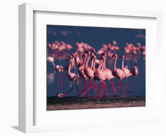 Lesser Flamingo, Kenya-Dee Ann Pederson-Framed Photographic Print