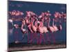 Lesser Flamingo, Kenya-Dee Ann Pederson-Mounted Photographic Print