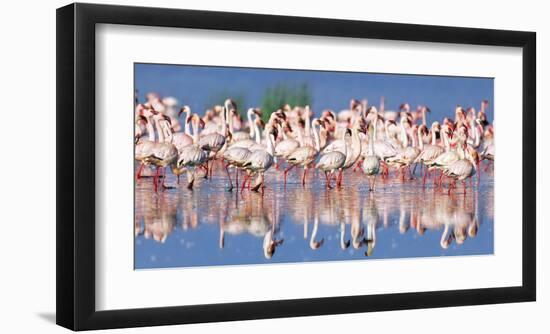 Lesser flamingo, Lake Nakuru, Kenya-Frank Krahmer-Framed Giclee Print