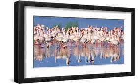 Lesser flamingo, Lake Nakuru, Kenya-Frank Krahmer-Framed Giclee Print