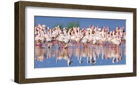 Lesser flamingo, Lake Nakuru, Kenya-Frank Krahmer-Framed Giclee Print