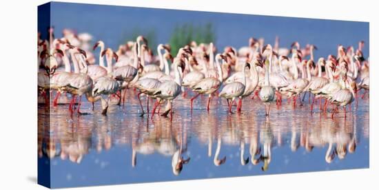 Lesser flamingo, Lake Nakuru, Kenya-Frank Krahmer-Stretched Canvas