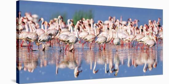 Lesser flamingo, Lake Nakuru, Kenya-Frank Krahmer-Stretched Canvas