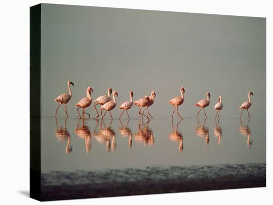 Lesser Flamingo Line of Eleven-null-Stretched Canvas