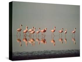 Lesser Flamingo Line of Eleven-null-Stretched Canvas