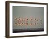 Lesser Flamingo Line of Eleven-null-Framed Photographic Print