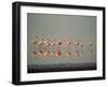 Lesser Flamingo Line of Eleven-null-Framed Photographic Print