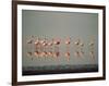 Lesser Flamingo Line of Eleven-null-Framed Photographic Print