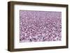 Lesser Flamingo (Phoeniconaias Minor) Flock, Bogoria Game Reserve, Kenya-Denis-Huot-Framed Photographic Print