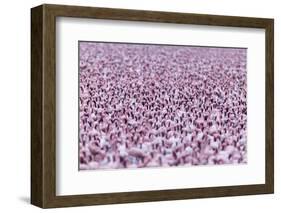 Lesser Flamingo (Phoeniconaias Minor) Flock, Bogoria Game Reserve, Kenya-Denis-Huot-Framed Photographic Print