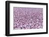 Lesser Flamingo (Phoeniconaias Minor) Flock, Bogoria Game Reserve, Kenya-Denis-Huot-Framed Photographic Print