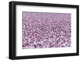 Lesser Flamingo (Phoeniconaias Minor) Flock, Bogoria Game Reserve, Kenya-Denis-Huot-Framed Photographic Print