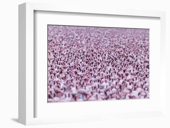 Lesser Flamingo (Phoeniconaias Minor) Flock, Bogoria Game Reserve, Kenya-Denis-Huot-Framed Photographic Print