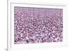 Lesser Flamingo (Phoeniconaias Minor) Flock, Bogoria Game Reserve, Kenya-Denis-Huot-Framed Photographic Print