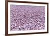 Lesser Flamingo (Phoeniconaias Minor) Flock, Bogoria Game Reserve, Kenya-Denis-Huot-Framed Photographic Print