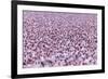 Lesser Flamingo (Phoeniconaias Minor) Flock, Bogoria Game Reserve, Kenya-Denis-Huot-Framed Photographic Print