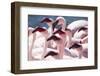 Lesser flamingo (Phoeniconaias minor) flock, Walvis Bay, Namibia-Ernie Janes-Framed Photographic Print