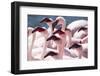 Lesser flamingo (Phoeniconaias minor) flock, Walvis Bay, Namibia-Ernie Janes-Framed Photographic Print