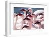 Lesser flamingo (Phoeniconaias minor) flock, Walvis Bay, Namibia-Ernie Janes-Framed Photographic Print