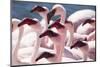 Lesser flamingo (Phoeniconaias minor) flock, Walvis Bay, Namibia-Ernie Janes-Mounted Photographic Print