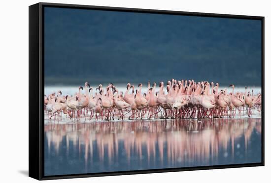 Lesser Flamingo (Phoenicopterus minor) adults, Great Rift Valley-Shem Compion-Framed Stretched Canvas