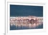 Lesser Flamingo (Phoenicopterus minor) adults, Great Rift Valley-Shem Compion-Framed Photographic Print