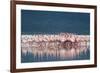Lesser Flamingo (Phoenicopterus minor) adults, Great Rift Valley-Shem Compion-Framed Photographic Print