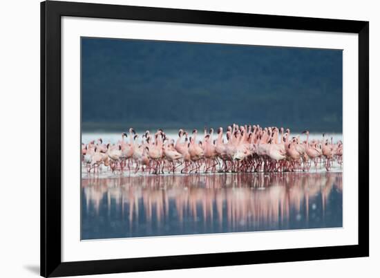 Lesser Flamingo (Phoenicopterus minor) adults, Great Rift Valley-Shem Compion-Framed Photographic Print