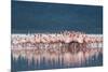 Lesser Flamingo (Phoenicopterus minor) adults, Great Rift Valley-Shem Compion-Mounted Photographic Print