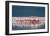 Lesser Flamingo (Phoenicopterus minor) adults, Great Rift Valley-Shem Compion-Framed Photographic Print