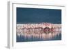 Lesser Flamingo (Phoenicopterus minor) adults, Great Rift Valley-Shem Compion-Framed Photographic Print