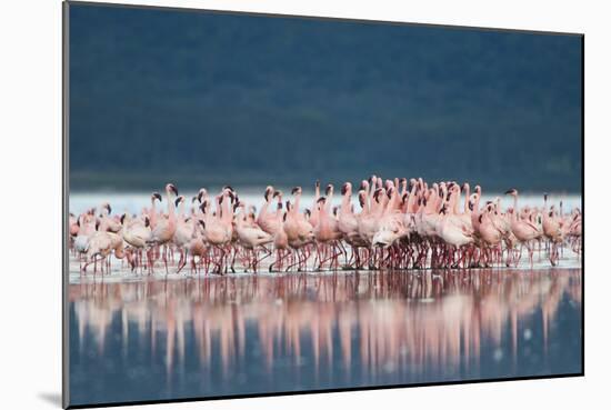 Lesser Flamingo (Phoenicopterus minor) adults, Great Rift Valley-Shem Compion-Mounted Photographic Print