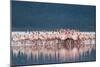 Lesser Flamingo (Phoenicopterus minor) adults, Great Rift Valley-Shem Compion-Mounted Photographic Print