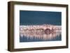 Lesser Flamingo (Phoenicopterus minor) adults, Great Rift Valley-Shem Compion-Framed Premium Photographic Print