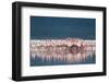 Lesser Flamingo (Phoenicopterus minor) adults, Great Rift Valley-Shem Compion-Framed Premium Photographic Print