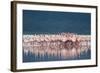 Lesser Flamingo (Phoenicopterus minor) adults, Great Rift Valley-Shem Compion-Framed Photographic Print