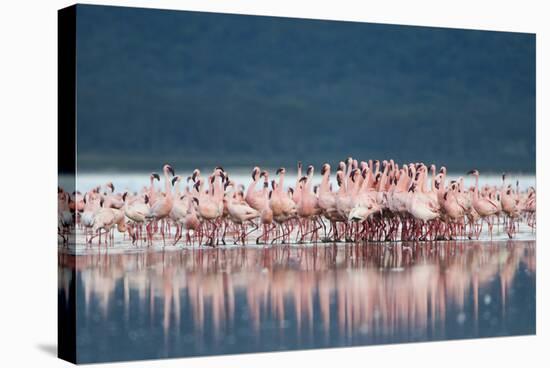 Lesser Flamingo (Phoenicopterus minor) adults, Great Rift Valley-Shem Compion-Stretched Canvas