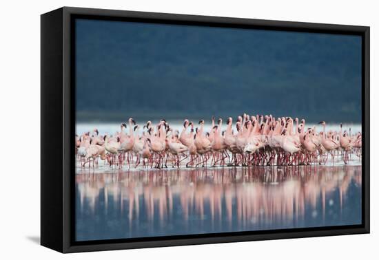 Lesser Flamingo (Phoenicopterus minor) adults, Great Rift Valley-Shem Compion-Framed Stretched Canvas