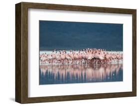 Lesser Flamingo (Phoenicopterus minor) adults, Great Rift Valley-Shem Compion-Framed Photographic Print