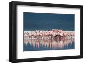 Lesser Flamingo (Phoenicopterus minor) adults, Great Rift Valley-Shem Compion-Framed Photographic Print