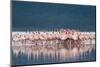 Lesser Flamingo (Phoenicopterus minor) adults, Great Rift Valley-Shem Compion-Mounted Photographic Print