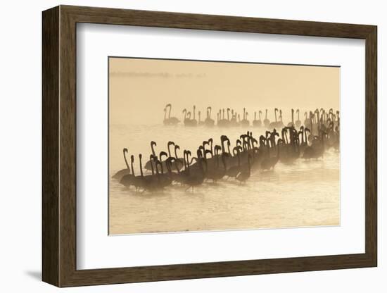 Lesser Flamingo (Phoenicopterus minor) flock, silhouetted in lake at sunrise, Great Rift Valley-Mike Powles-Framed Photographic Print